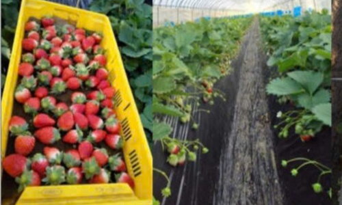 NÔNG NGHIỆP - DÂU TÂY