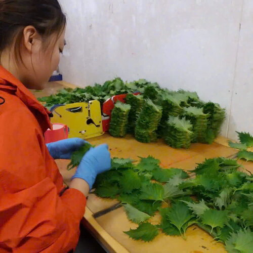 NÔNG NGHIỆP - TÍA TÔ