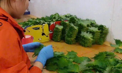 NÔNG NGHIỆP - TÍA TÔ