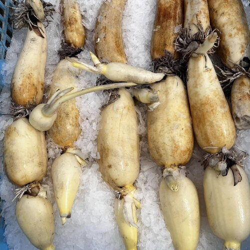 NÔNG NGHIỆP (TRỒNG SEN) - TOKUTEI