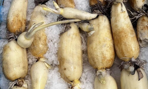 NÔNG NGHIỆP (TRỒNG SEN) - TOKUTEI