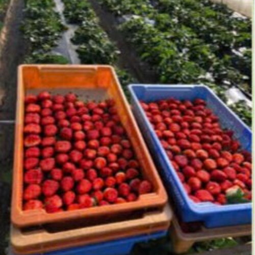 NÔNG NGHIỆP- DÂU TÂY