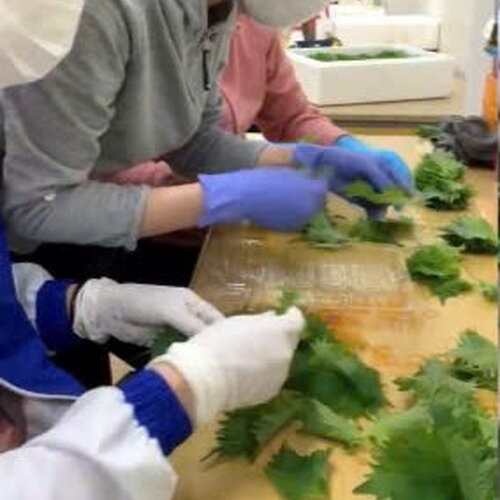 NÔNG NGHIỆP - TÍA TÔ