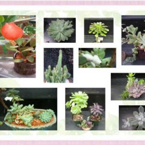 NÔNG NGHIỆP - TRỒNG HOA