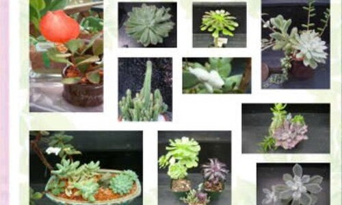 NÔNG NGHIỆP - TRỒNG HOA