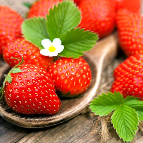 NÔNG NGHIỆP - TRỒNG VÀ THU HOẠCH DÂU TÂY